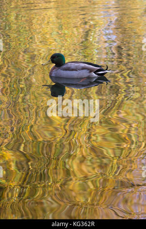 Un'anatra che paddling nel lago di Western Springs, Auckland, Nuova Zelanda Foto Stock