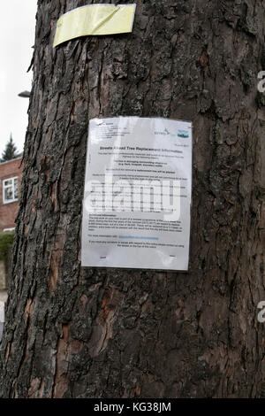 Alberi a bordo strada in Sheldon Road, Nether Edge, Sheffield, sotto la minaccia di abbattimento, manutenzione del consiglio Foto Stock