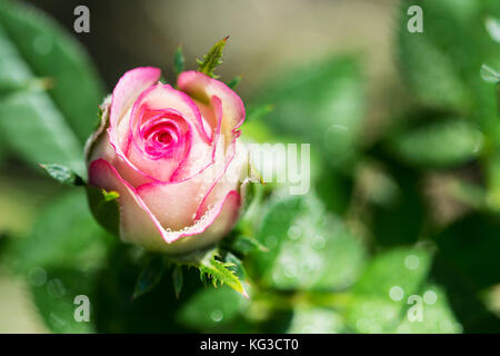 Vista dettagliata del bianco e del rosa rosebud coperti con gocce di acqua Foto Stock