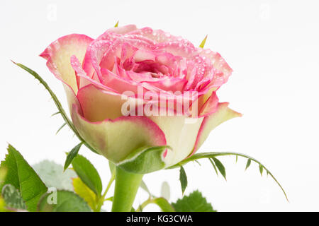 Primo piano del bianco e del rosa rosa fiore isolato su sfondo bianco Foto Stock