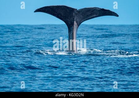 Una giovane balena di sperma si tuffa vicino alla barca Foto Stock