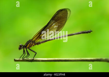 Verde giallastro Dragonfly/Damselfly/Zygoptera posatoi sul gambo di bambù Foto Stock