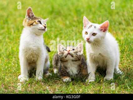 Tre simpatici gattini sull'erba Foto Stock