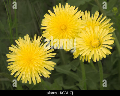 Close-up di giallo di tarassaco in piena fioritura. vibranti fiori estivi nel selvaggio. Foto Stock