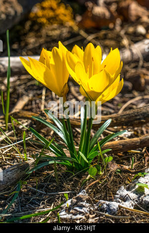 Inverno daffodil (Sternbergia Lutea) crescente selvatici in Sicilia, Italia. spesso scambiato per un crocus, un luminoso giallo fiore che sboccia in autunno Foto Stock
