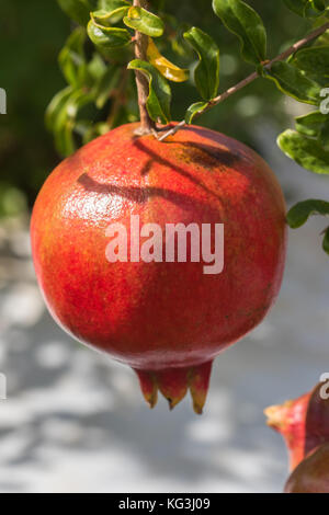 Close up di un singolo mature succulenti frutti di Melograno (Punica granatum) appesi da albero in una giornata di sole Foto Stock