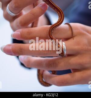 Mani femminili a giocare con il bambino esemplare del serpente di mais (pantherophis guttatus) Foto Stock