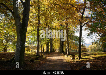 Faggio avenue all'ingresso Drummond giardini, vicino a Crieff, Perthshire Scozia. Foto Stock