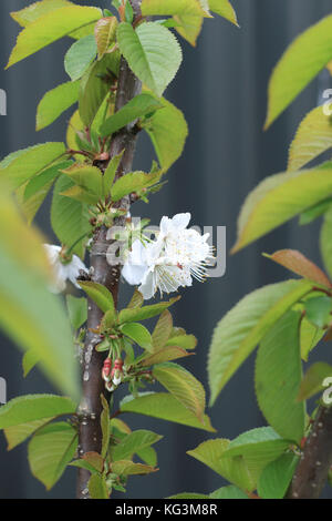 Immagine ravvicinata di lapins fiori di ciliegio in primavera Foto Stock