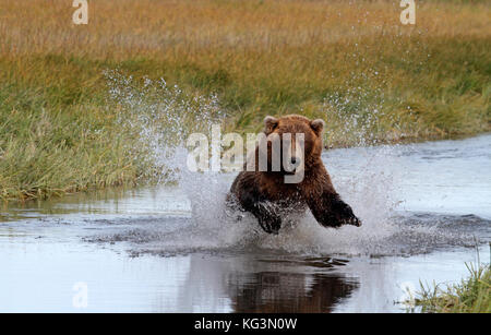 Un alaska di orso bruno o grizzly, cariche attraverso l'acqua nel perseguimento di salmone in katmai National Park in Alaska. Foto Stock