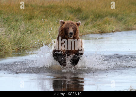 Un alaska di orso bruno o grizzly, cariche attraverso l'acqua nel perseguimento di salmone in katmai National Park in Alaska. Foto Stock