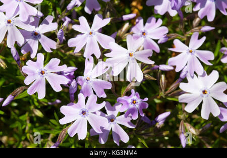 Infiorescenza di lilla fiori di primavera, illuminata con il sun. Il phlox è un punteruolo-sagomato, vicino, piccola profondità di nitidezza Foto Stock