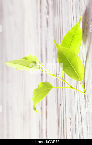 Germoglio verde cresce attraverso una fessura in un recinto. close up, colpo verticale Foto Stock