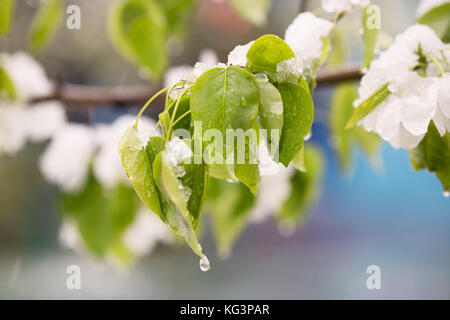 La neve sulla struttura di fioritura in primavera. caduto improvvisamente fuori la neve sui rami e fiori di un albero di pera, un brusco scatto freddo, cattivo tempo sele Foto Stock