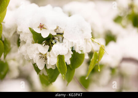 La neve sulla struttura di fioritura in primavera. caduto improvvisamente fuori la neve sui rami e fiori di un albero di pera, un brusco scatto freddo, cattivo tempo sele Foto Stock