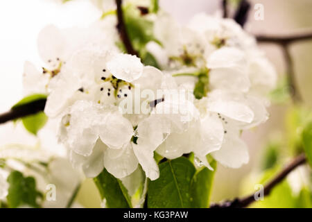 La neve sulla struttura di fioritura in primavera. caduto improvvisamente fuori la neve sui rami e fiori di un albero di pera, un brusco scatto freddo, cattivo tempo sele Foto Stock