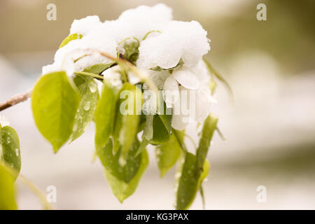 La neve sulla struttura di fioritura in primavera. caduto improvvisamente fuori la neve sui rami e fiori di un albero di pera, un brusco scatto freddo, cattivo tempo sele Foto Stock