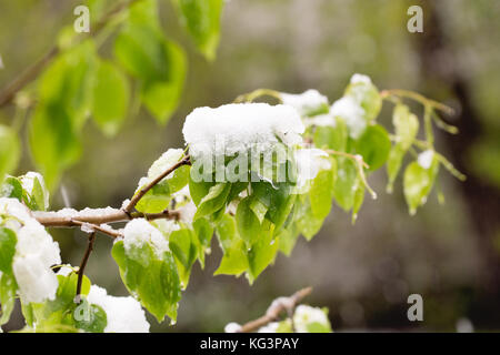 La neve sulla struttura di fioritura in primavera. caduto improvvisamente fuori la neve sui rami e fiori di un albero di pera, un brusco scatto freddo, cattivo tempo sele Foto Stock