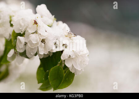 La neve sulla struttura di fioritura in primavera. caduto improvvisamente fuori la neve sui rami e fiori di un albero di pera, un brusco scatto freddo, cattivo tempo sele Foto Stock