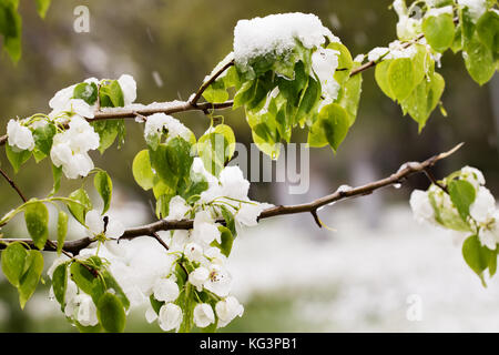 La neve sulla struttura di fioritura in primavera. caduto improvvisamente fuori la neve sui rami e fiori di un albero di pera, un brusco scatto freddo, cattivo tempo sele Foto Stock