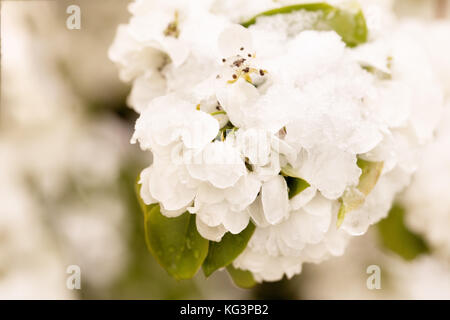 La neve sulla struttura di fioritura in primavera. caduto improvvisamente fuori la neve sui rami e fiori di un albero di pera, un brusco scatto freddo, cattivo tempo sele Foto Stock