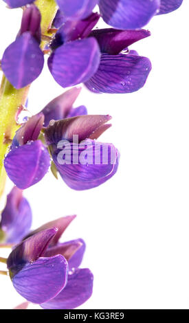 Fiore violaceo di lupino su uno sfondo bianco. un vicino, esso è isolato su bianco Foto Stock