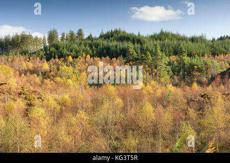 I colori autunnali lungo la Duke's Pass, aberfoyle, Stirlingshire, il trossacks, SCOZIA Foto Stock