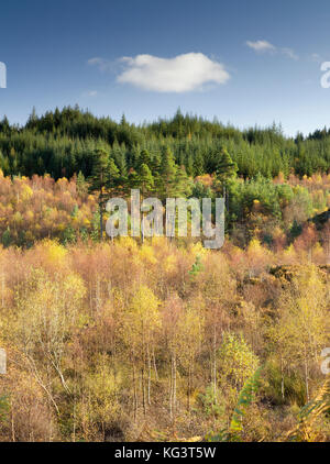 I colori autunnali lungo la Duke's Pass, aberfoyle, Stirlingshire, il trossacks, SCOZIA Foto Stock