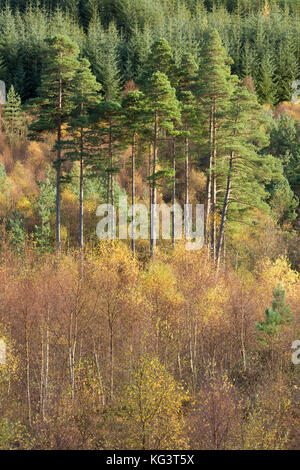 I colori autunnali lungo la Duke's Pass, aberfoyle, Stirlingshire, il trossacks, SCOZIA Foto Stock