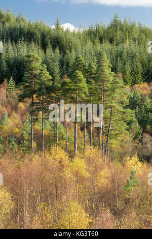 I colori autunnali lungo la Duke's Pass, aberfoyle, Stirlingshire, il trossacks, SCOZIA Foto Stock