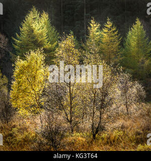 I colori autunnali lungo la Duke's Pass, aberfoyle, Stirlingshire, il trossacks, SCOZIA Foto Stock