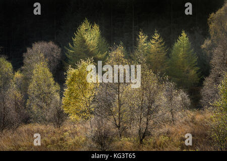 I colori autunnali lungo la Duke's Pass, aberfoyle, Stirlingshire, il trossacks, SCOZIA Foto Stock