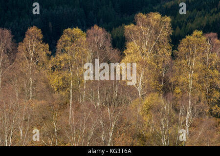 I colori autunnali lungo la Duke's Pass, aberfoyle, Stirlingshire, il trossacks, SCOZIA Foto Stock