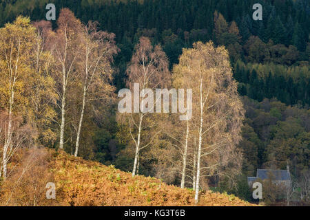 I colori autunnali lungo la Duke's Pass, aberfoyle, Stirlingshire, il trossacks, SCOZIA Foto Stock