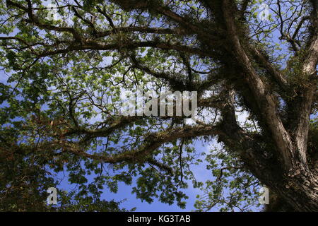 Samanea saman, grande albero di pioggia Foto Stock