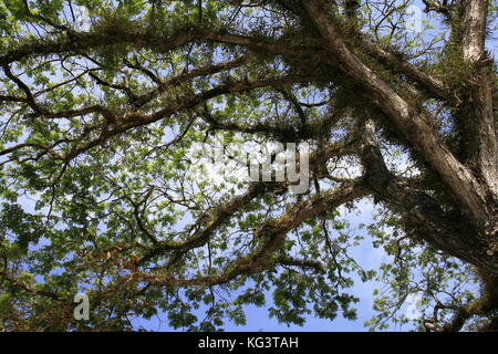 Samanea saman, grande albero di pioggia Foto Stock