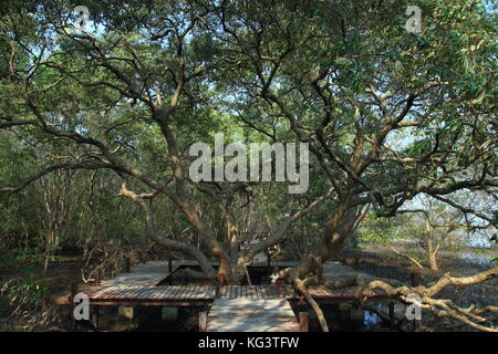 Avicennia officinalis. giant specimen Avicennia alba wetland tree. in a wooden boardwalk educational trail. Foto Stock