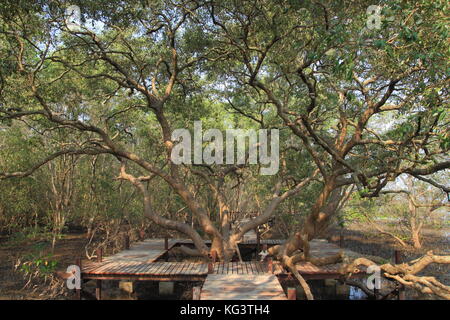 Avicennia officinalis. giant specimen Avicennia alba wetland tree. in a wooden boardwalk educational trail. Foto Stock