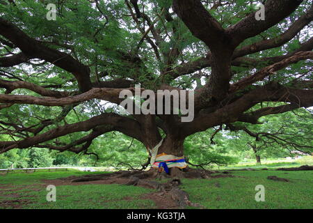 Samanea saman, grande albero di pioggia Foto Stock