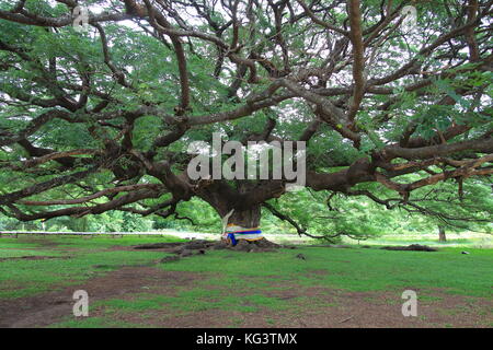 Samanea saman, grande albero di pioggia Foto Stock