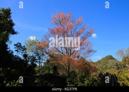 Wild Himalayan ciliegia o Thailandia Sakura. floewring rosa albero in Chiang Mai Thailandia. Prunus cerasoides. Foto Stock