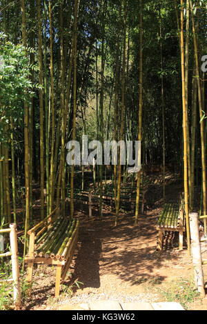 Foresta di bamboo sfondo naturale per la concept design. Foto Stock