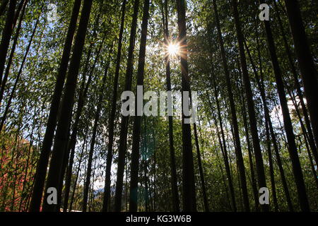 Foresta di bamboo sfondo naturale per la concept design. Foto Stock