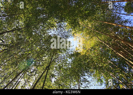 Foresta di bamboo sfondo naturale per la concept design. Foto Stock