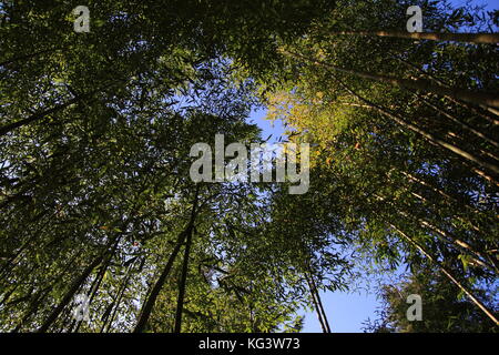 Foresta di bamboo sfondo naturale per la concept design. Foto Stock