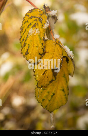 La prima neve ha coperto le foglie di giallo di lampone bush Foto Stock
