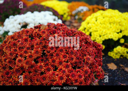 Crisantemo coloratissimi fiori in autunno Foto Stock