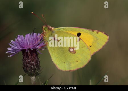 Giallo offuscato Butterfly alimentando in ottobre su un fiordaliso viola un thristle tipo a testa Foto Stock