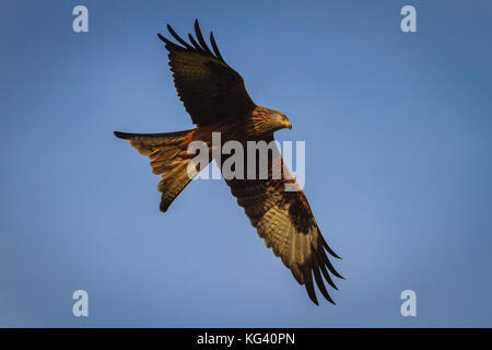 Red Kite Autunno in volo Foto Stock