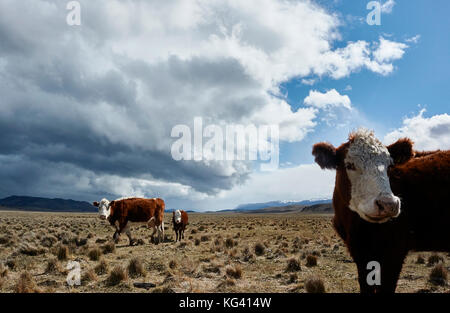 Agricoltura in Patagonia. Foto Stock
